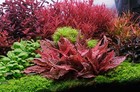 1 Pink Flamingo Cyrpt    Live Aquarium Plants Beautiful    Free S h Rare  