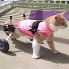 Adjustable Cat Wheelchair Rear Leg Support For Pet Walkers