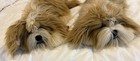 Vintage 1990s Dakin Lou Rankin Friends Annabelle Shih Tzu Dog Plush Lot 1 Nwt