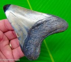 Megalodon Shark Tooth Real Fossil 4 21    Big No Restorations