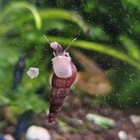 100  Live Malaysian Trumpet Snails mts  Clean-up Crew Tank Bred Algae Eater