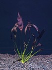 Echinodorus Dark Aflame - Live Aquatic Fish Tank Shrimp Tank Amazon Sword Plant