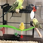 Swing Bird Model Bird Perch Toy Plastic Cage Stand Simulation Fake Cage Toy P   