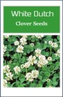 White Dutch Clover Cover Crop Seeds   Non-gmo   Heirloom   Fresh Flower Seeds
