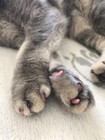 100pcs Cat Nail Caps tips Pet Cat Kitten Paws Covers Control Paws Of 10 Nails