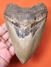 Megalodon Shark Tooth - 4 73 - Real Fossil - Shark Teeth - Serrated No Repairs