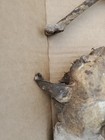 Mummified Cat Oddity Weird Dark Art Oddities Unique Mummy Domestic Found