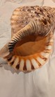 Rare 16  Giant Charconia Tritonis  triton s Trumpet Shell  Natural And Exquisite