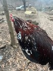 Speckled Penny Hatch 6 Eggs Per Order