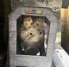 New    disney Parks 2025 Star Wars Galactic Archive Loth Cat Toy Creature Sounds