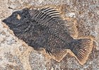 Fossil Fish Priscacara  cockerillites - Grf  Wyoming  U s a   4