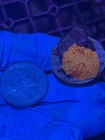 Lps Wysiwyg Jawbreaker Mushroom Coral