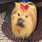 Yorkshire Terrier Dog Figurine Collectible Faux Fur W  Red Bow