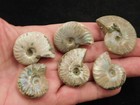 Big Lot Of Six  Iridescent Ammonite Fossils 100  Natural Madagascar 92 6gr