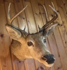 Nice 8 Point Whitetail Deer Head Mount Pro Taxidermy Antlers Buck Upper Michigan
