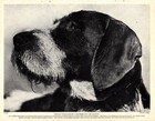 1930s Antique German Wirehaired Pointer Pointing Griffon Dog Print 5425b