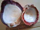 Spiny Oyster 2 Half Shells 1 Dark Orange 3 3 4 Inch    1 Five Inch Purple