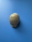 59 9mm   Cypraea Arabica   Overglaze  Rainbow Effect   F    Gem   Nice Shell