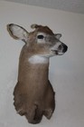 Whitetail Deer Head Shoulder Mount Taxidermy Mount Antler Hunt Rack Mule Hide