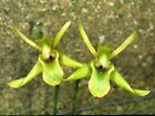 Maxillaria Laevilabris  pepe Yellow   Orchid Species