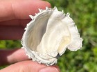 Arcinella Cornuta Fossil Spiny Bivalve Florida Pliocene Age Shell Clam