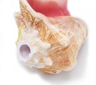 Large Conch Seashell Horn  Beach Wedding Celebration Trumpet  6-7 Inch  - Loud
