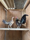 6 Pure Grey Hennie Gamefowl Hatching Eggs 