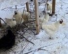 12 Fresh And Fertilized Barnyard Mix Free Range Chicken Hatching Eggs