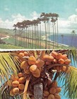 Barbados West Indies Collection Of 5 Postcards Circa 1960s-70s 
