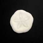 Sand Dollar Sea Shell Laganidae Sand Dollar Natural Marine Echinoderm Skeleton
