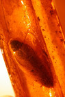 Beautiful Large Cockroach In Baltic Amber Fossil Gemstone