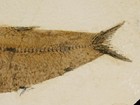 Larger  50 Million Year Old Knightia Fish Fossil W stand Wyoming 432gr