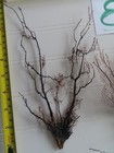 3 - Natural Sea Fan - Coral - Sea Whip - Free Shipping