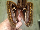 Attacus S sp  A-vietnam see Photo  Limited Number  