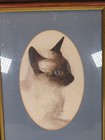 Vintage Siamese Cat Portrait Framed Picture Oval Mount Pet Wall Art Decor Print 