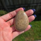 Petoskey Stone Hand-polished 2oz     Iowa Found
