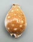 Cypraea Guttata Perisserosa Cowrie Shell 61 45mm Excellent Estate Specimen