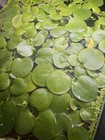 12  Amazon Frogbit Plants-25   Leaves -live Aquarium Plant