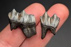 Incredible Quality Pair Of Fossilized Deer Teeth North Florida Ice Age Fossils