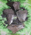Megalodon Sharks Teeth 4 No Restorations Fossil Sharks Teeth Tooth