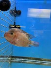 Pre Fader Live Male Flowerhorn size Around 4 Inches red Monkey Flowerhorn