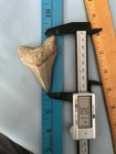 Megalodon And Vertebra  Fossil  Sharks Teeth Megalodon Era