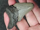 2 3 4   Authentic Prehistoric Megalodon  Fossil Shark Tooth Teeth Free Shipping 
