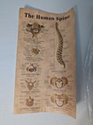Human Spine Anatomical Model With Pelvis     15 5 Inch Anatomy Display     New