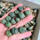 200 500 1000pcs Plant Succulentlive L W f Mix Wholesale Own Root Boutique 1cm 