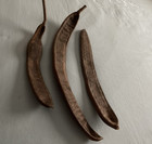 Royal Poinciana Flamboyant Tree Seed Pods For Painting  Crafts  Floral Displays