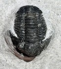 Trilobite Fossil  Gerastos Granulosus  tuberculatus   From Morocco  2