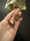 50  Natural Dried Beech Tree Pods Organic Craft Supplies Fall Decor