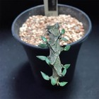 Succulentplant Ceropegia Bosseri  Black Dragon Garden D  cor Boutique 1pcs