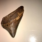 3    Rare Megalodon Fossil Giant Shark Tooth Big Natural Fossil Teeth Kids Gift